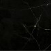 Керамогранит Фиеста черный ГК 02 40х40 см — купить в Рославле: цена за штуку, характеристики, фото