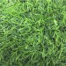 Искусственная трава 10 мм ( 2*25 м/п или 30 м/п ) : цены, описания, отзывы в Рославле