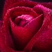 Декоративное панно Бархатная роза 134х98 (2 листа) — купить в Рославле: цена за штуку, характеристики, фото