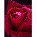 Купить Декоративное панно Бархатная роза 134х98 (2 листа) в Рославле в Интернет-магазине Remont Doma