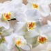 Декоративное панно Белая орхидея 196х134 (4 листа): цены, описания, отзывы в Рославле
