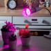 Купить Лампа светодиодная для растений. Форма "A", прозрачная. LED-A60-15W/SPSB/E27/CL PLP30GR  в Рославле в Интернет-магазине Remont Doma