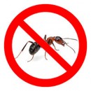 Борьба с садовыми муравьями