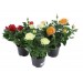 Купить Грунт Цветочный  5л  Нов-Агро в Рославле в Интернет-магазине Remont Doma