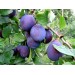 Купить Минеральное удобрение Для плодовых деревьев и ягодных культур (0,9кг) в Рославле в Интернет-магазине Remont Doma