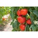 Минеральное удобрение Для томатов, перцев и баклажанов (0,9кг) - купить, цена и фото в интернет-магазине Remont Doma