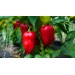 Купить Минеральное удобрение Для томатов, перцев и баклажанов (0,9кг)  в Рославле в Интернет-магазине Remont Doma
