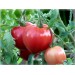 Купить Удобрение Агровита для томатов,перцев и баклажанов 100г в Рославле в Интернет-магазине Remont Doma