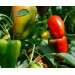 Удобрение Агровита для томатов,перцев и баклажанов 100г: цены, описания, отзывы в Рославле