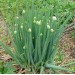 Агровита для лука и чеснока 100г  Удобрения- Каталог Remont Doma