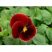 Купить Удобрение Агровита для цветов Универсальное 100г в Рославле в Интернет-магазине Remont Doma